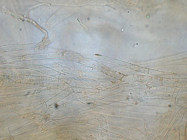 Inocybe asterospora   Qulet